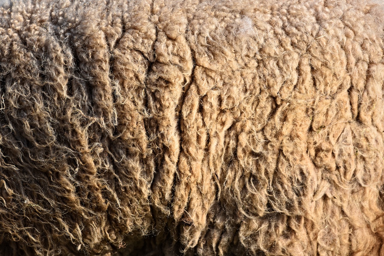 wool sheep's wool hair free photo
