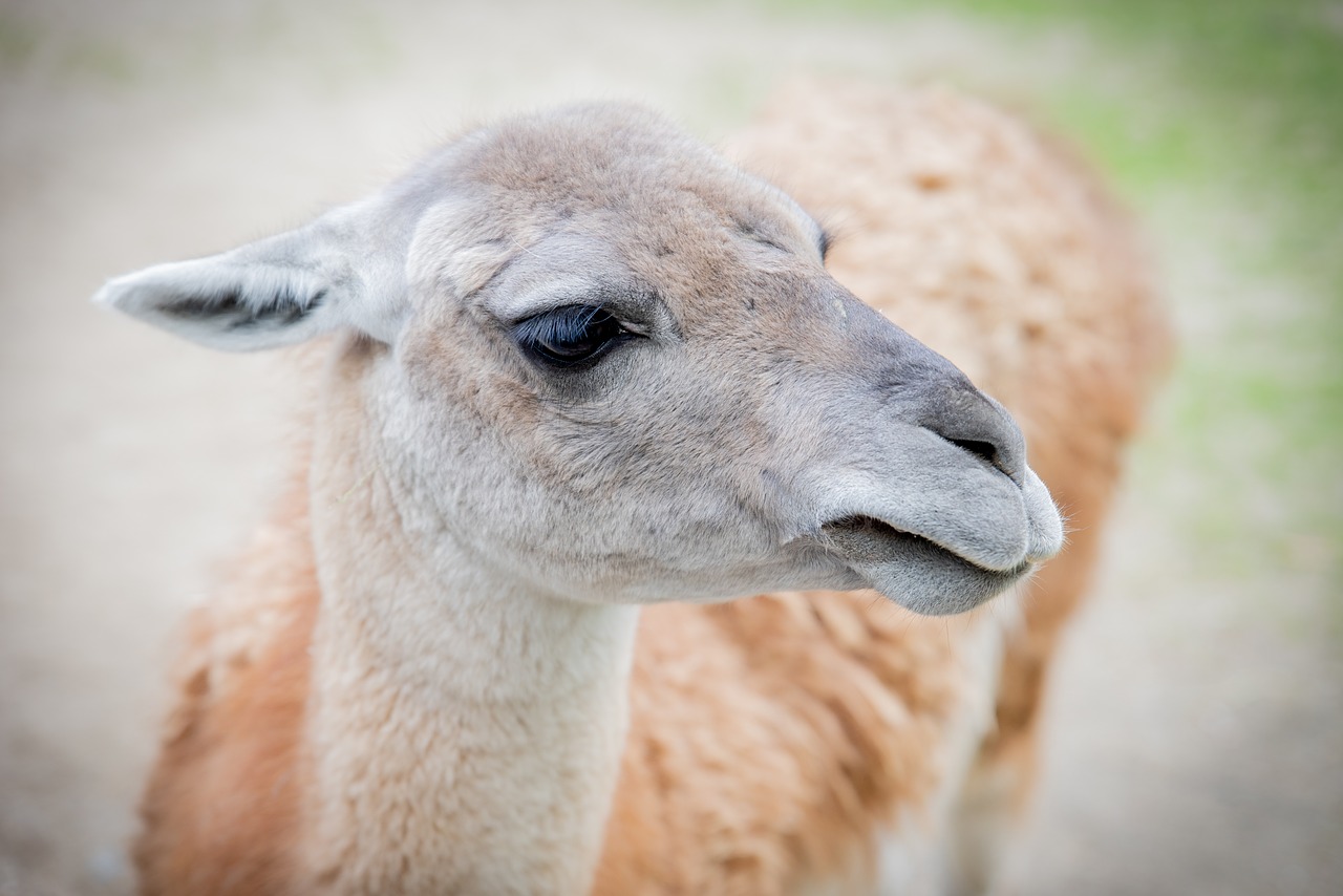 wool  lama  animal free photo