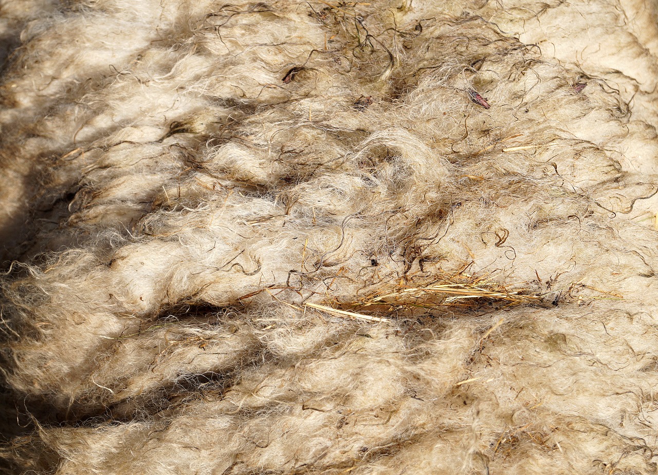wool sheep's wool sheepskin free photo