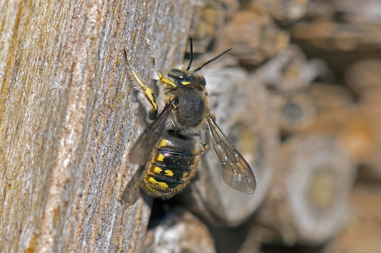 wool bee  garden wool bee  solitary bee free photo