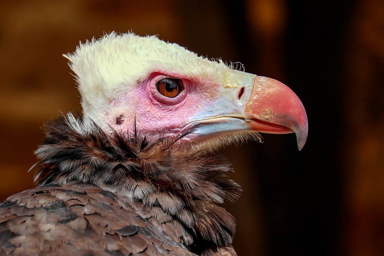 wool head vulture vulture bird free photo