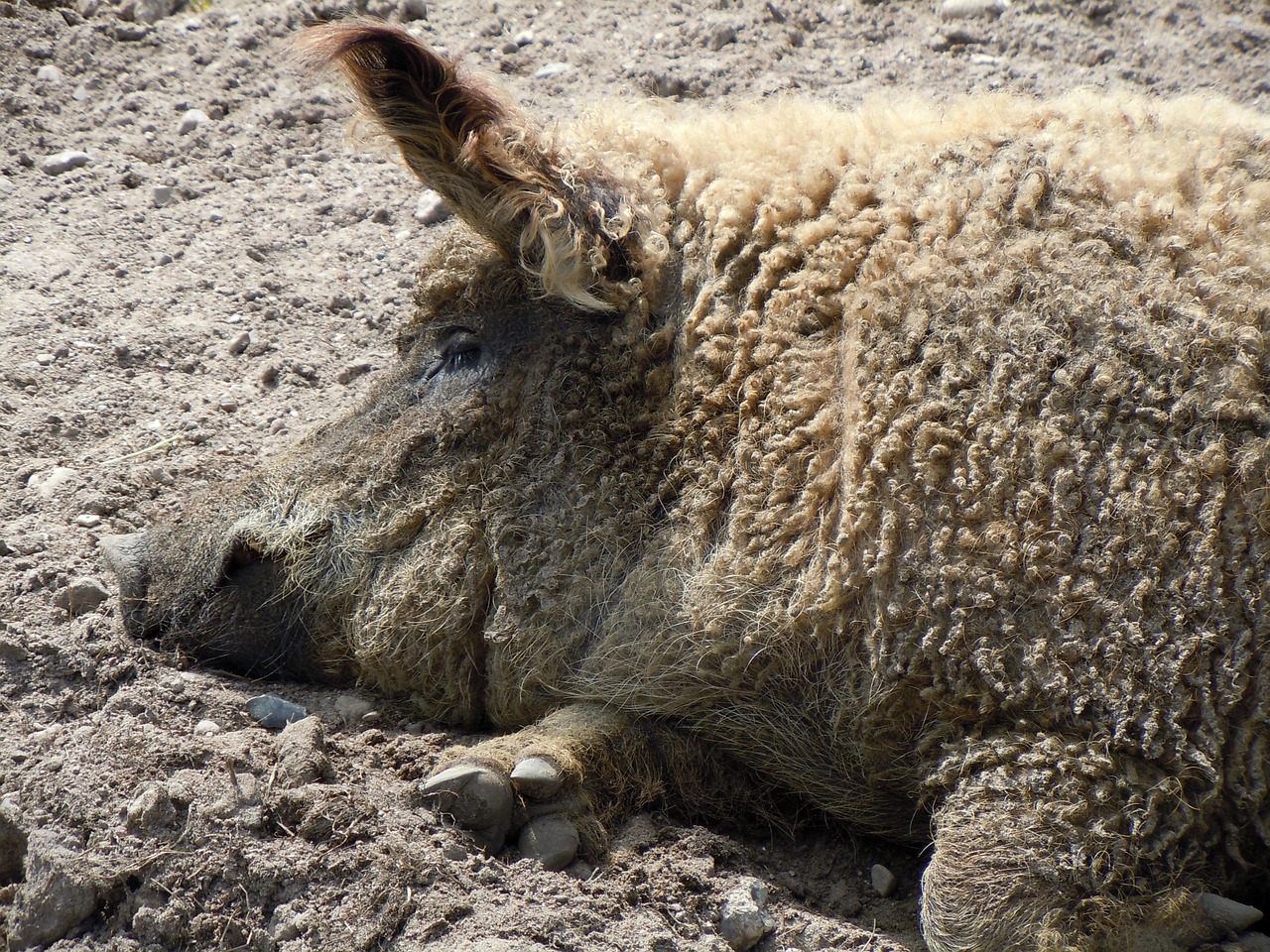 wool pig pig livestock free photo