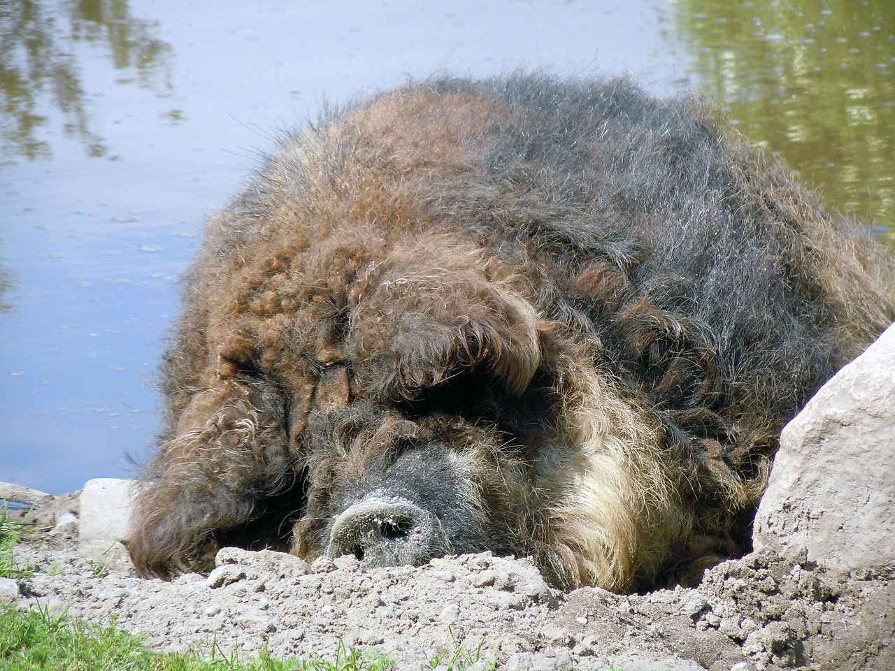 wool pig pig sleeping free photo