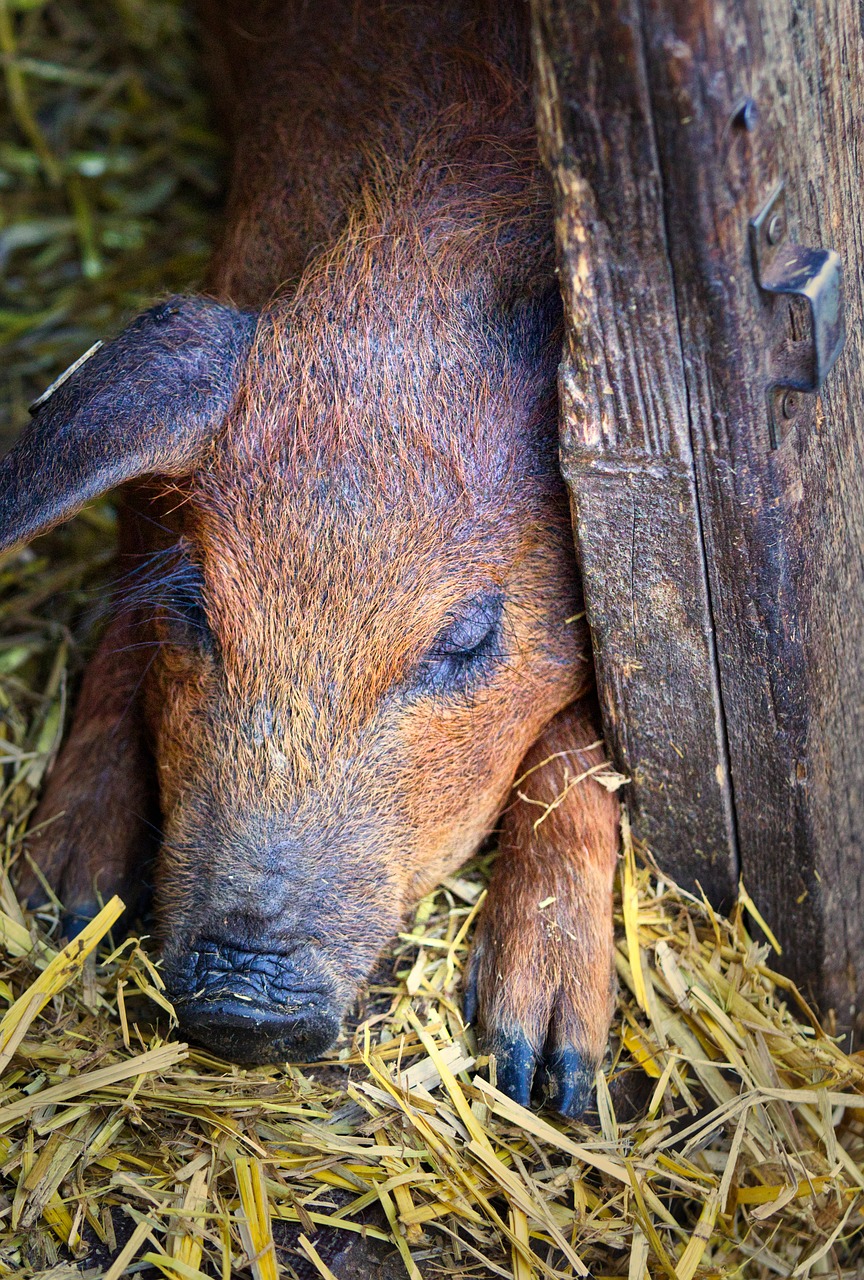 wool pig  piglet  pig free photo
