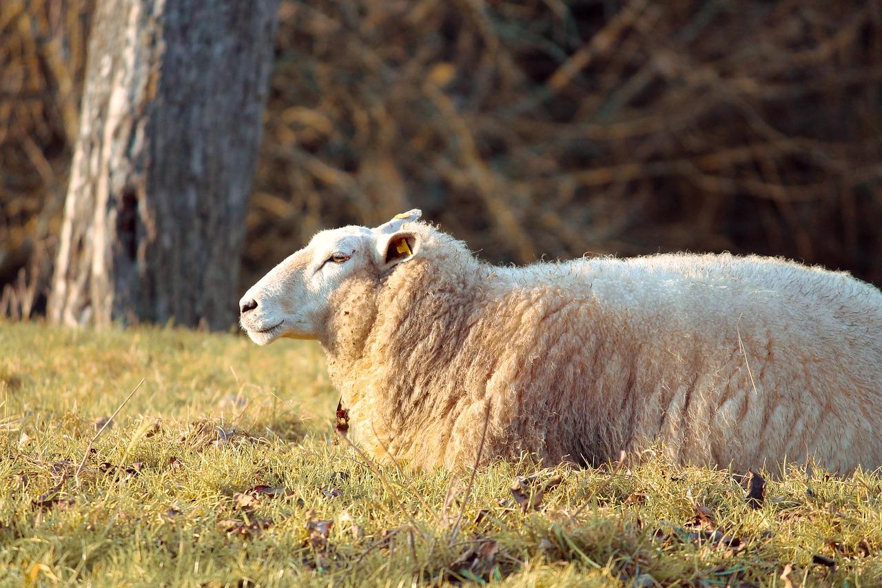 wool sheep  sheep  schäfchen free photo