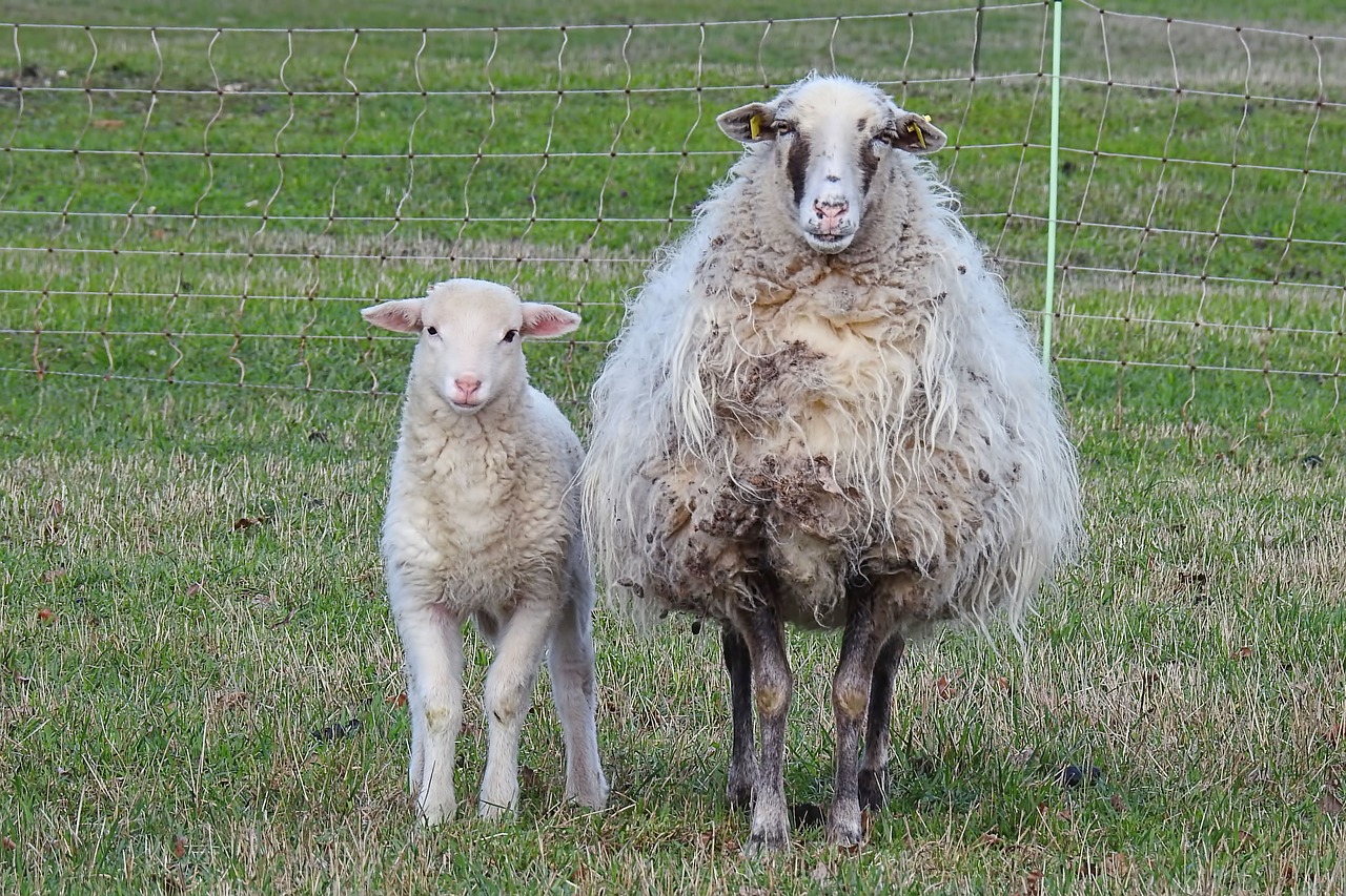 wool sheep  sheep  lamb free photo