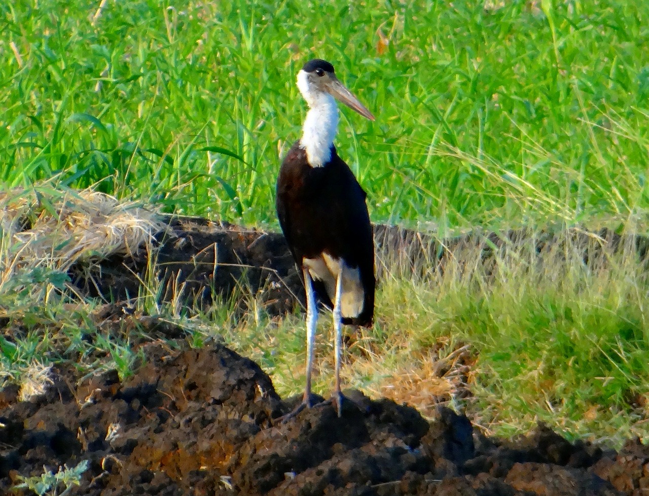 woolly-necked stork bishop stork white-necked stork free photo