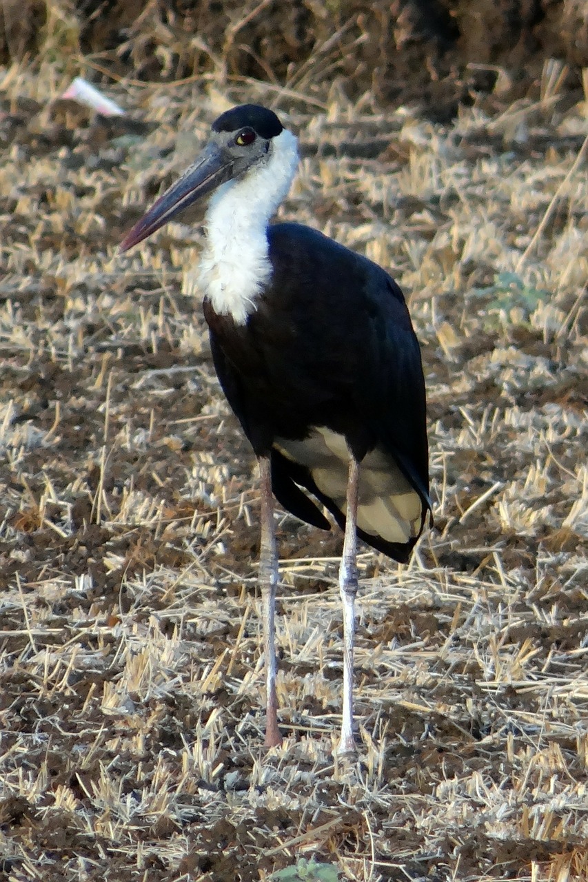 woolly-necked stork bishop stork white-necked stork free photo