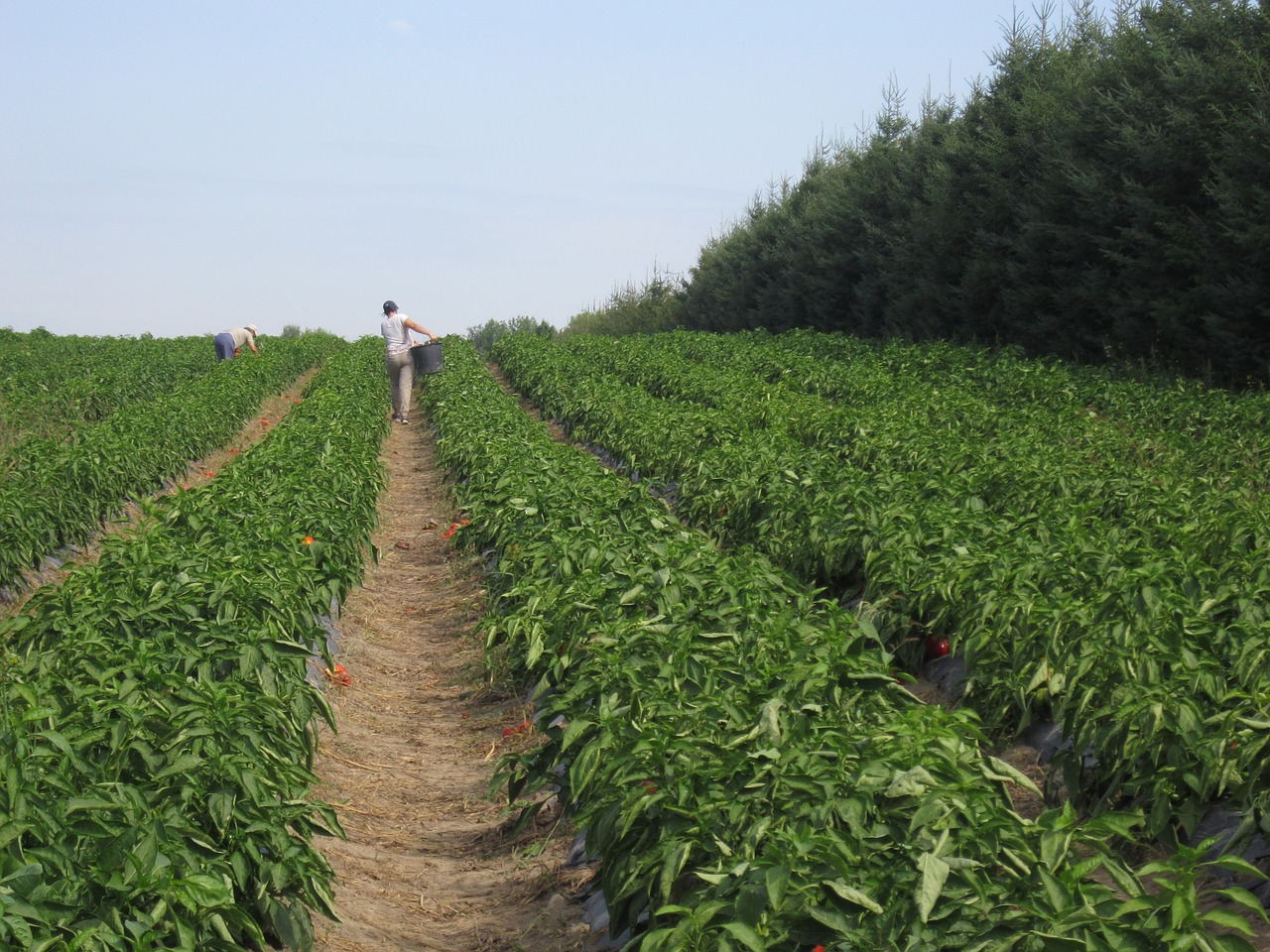 work field agriculture free photo