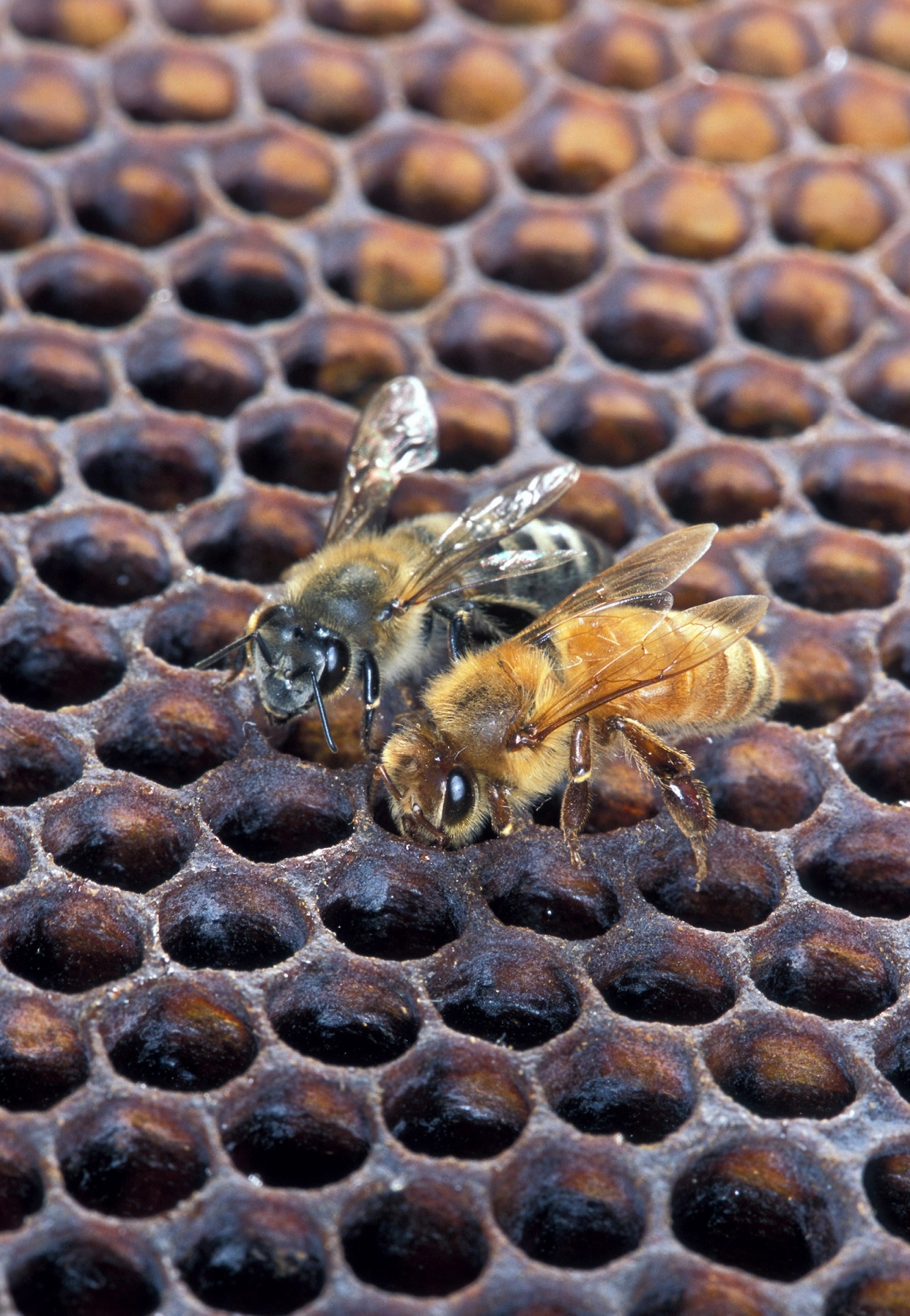 african honeybee bees hive free photo