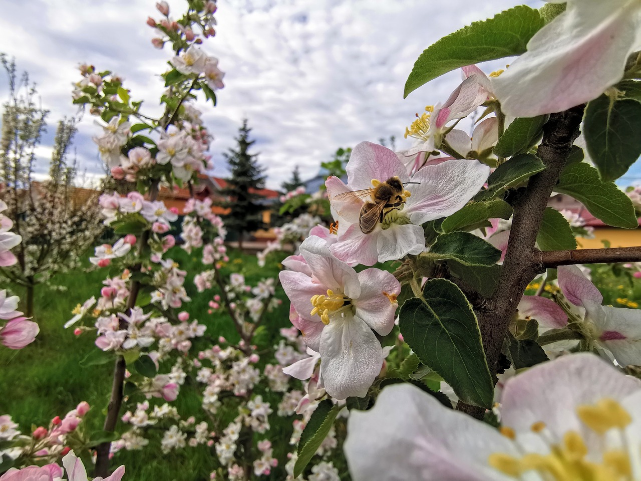 working bee  white flowers in the spring  bloomed orchard in the sun free photo