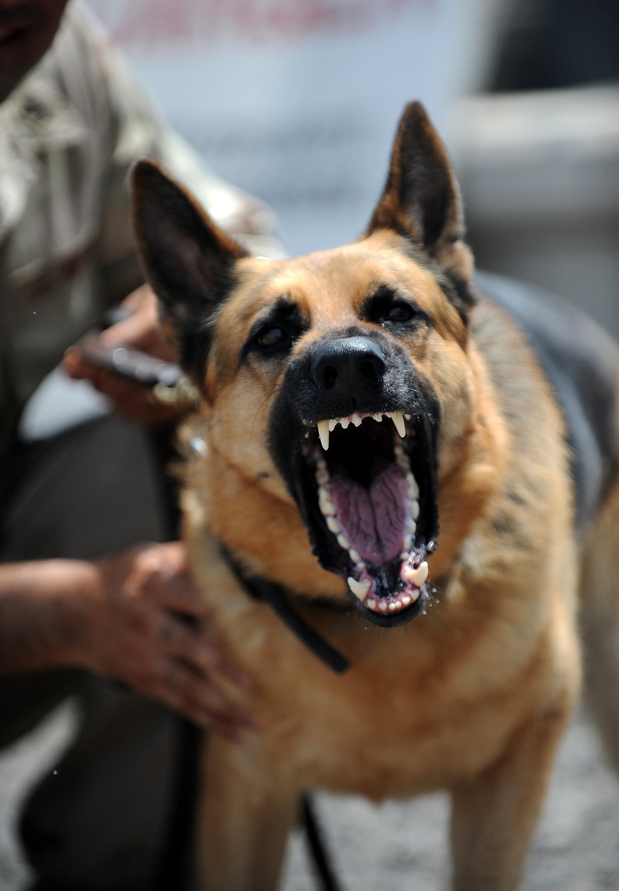 working dog military growling free photo