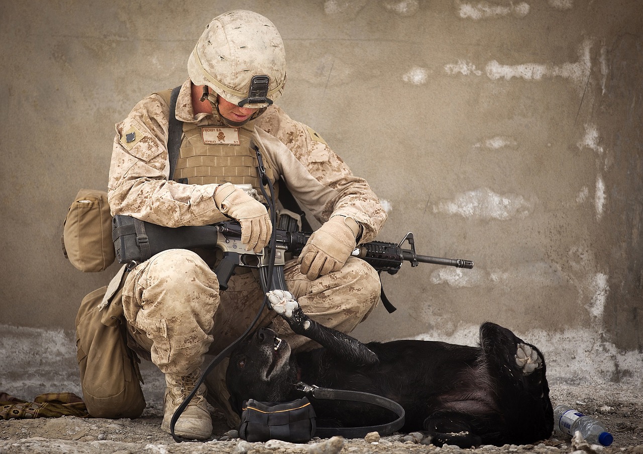 working dog military handler free photo