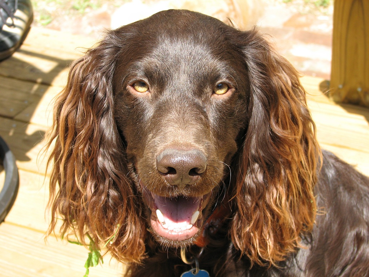 working dog spaniel sport free photo