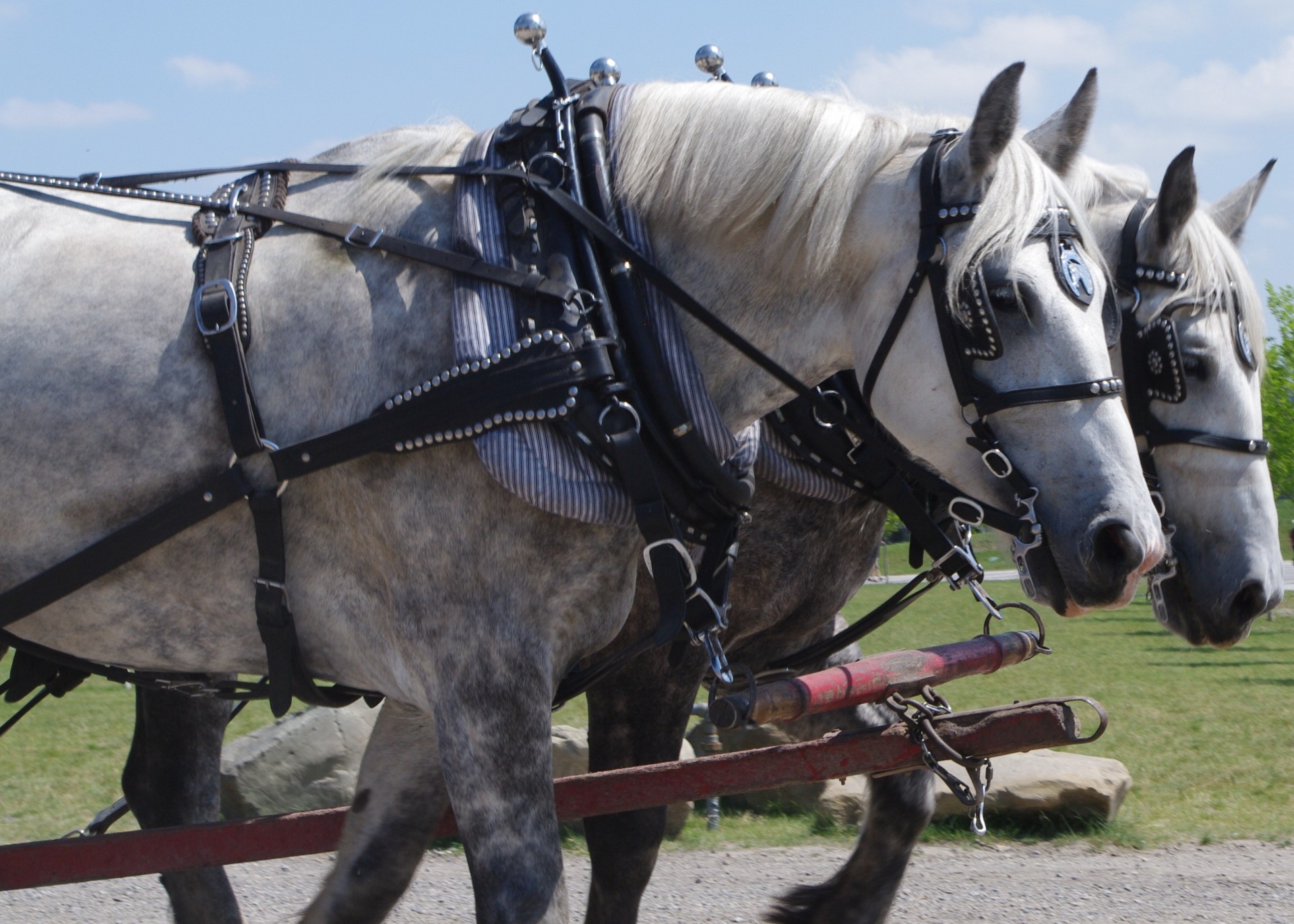 horse team work working horses free photo