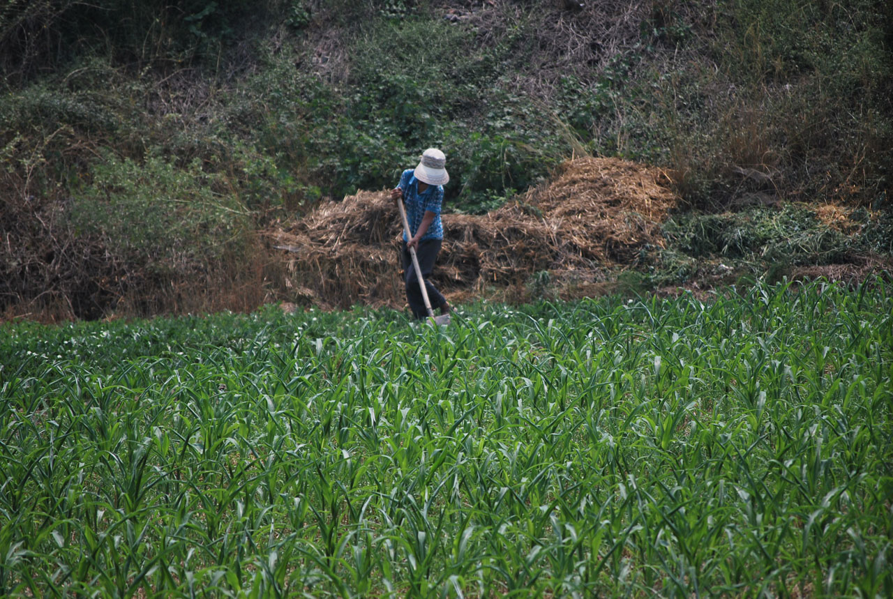 farmer worker person free photo