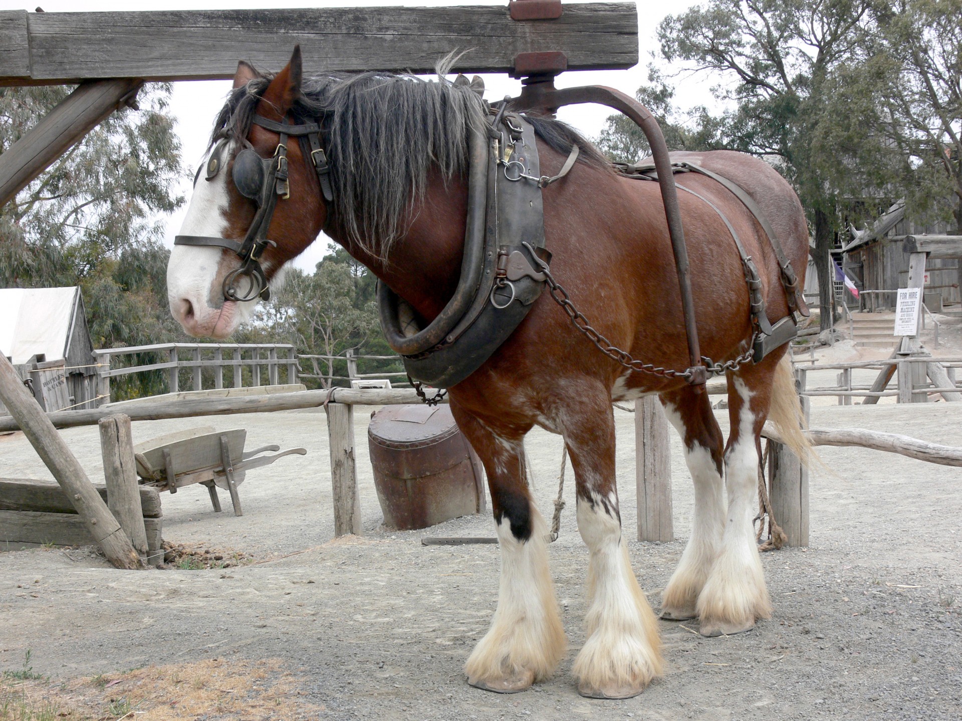 chestnut shire horse harness free photo