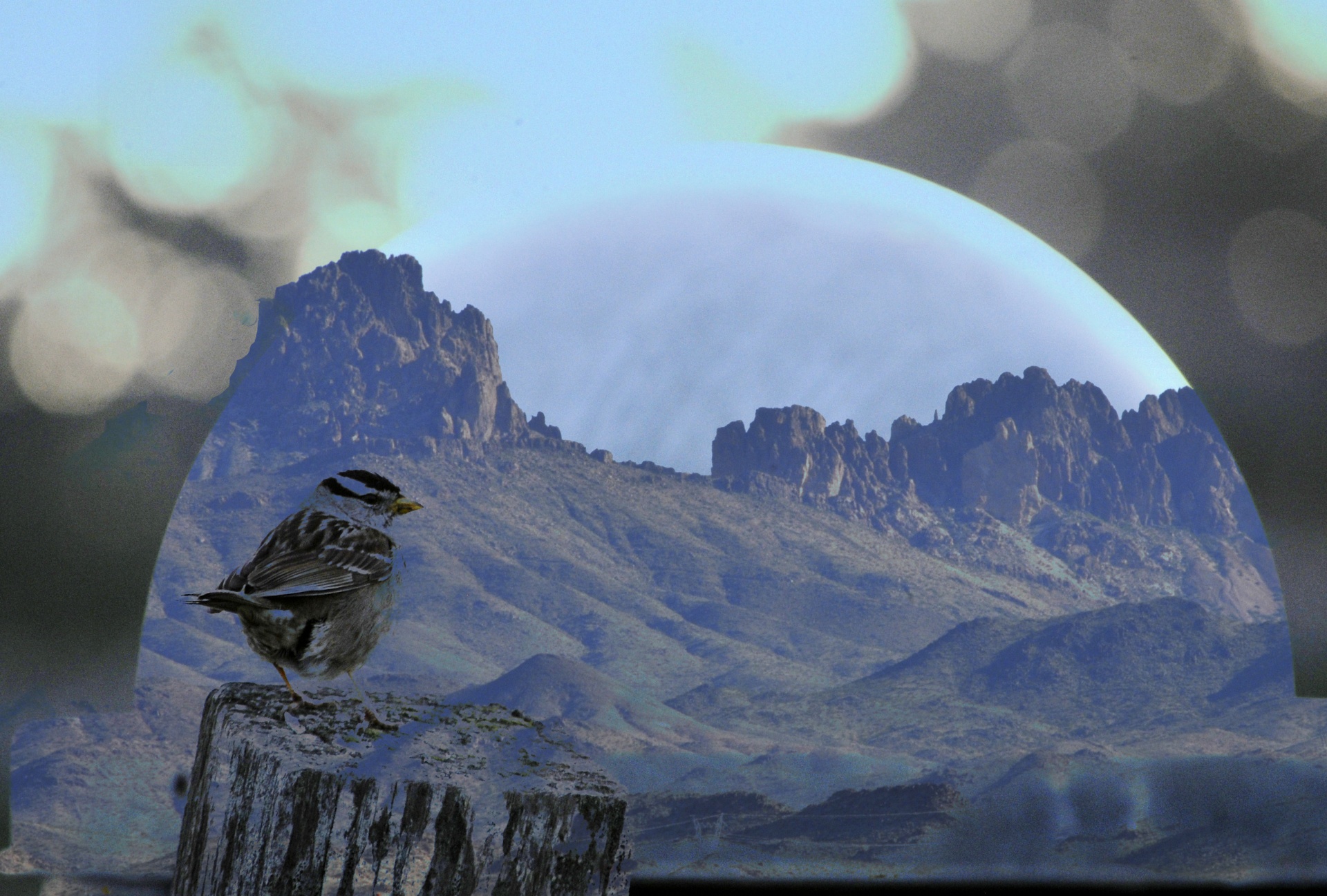 bird birds sparrow free photo