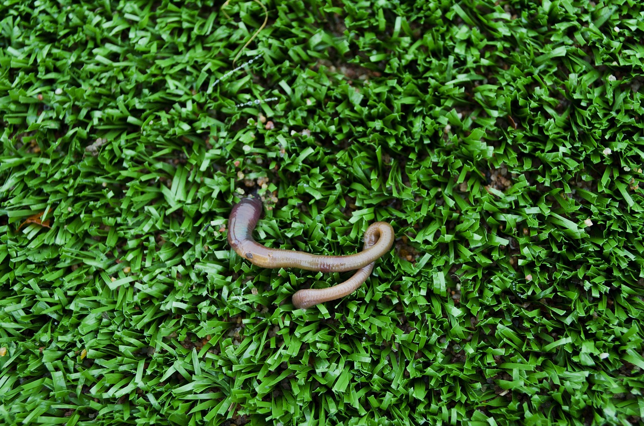 worm lawn nature free photo