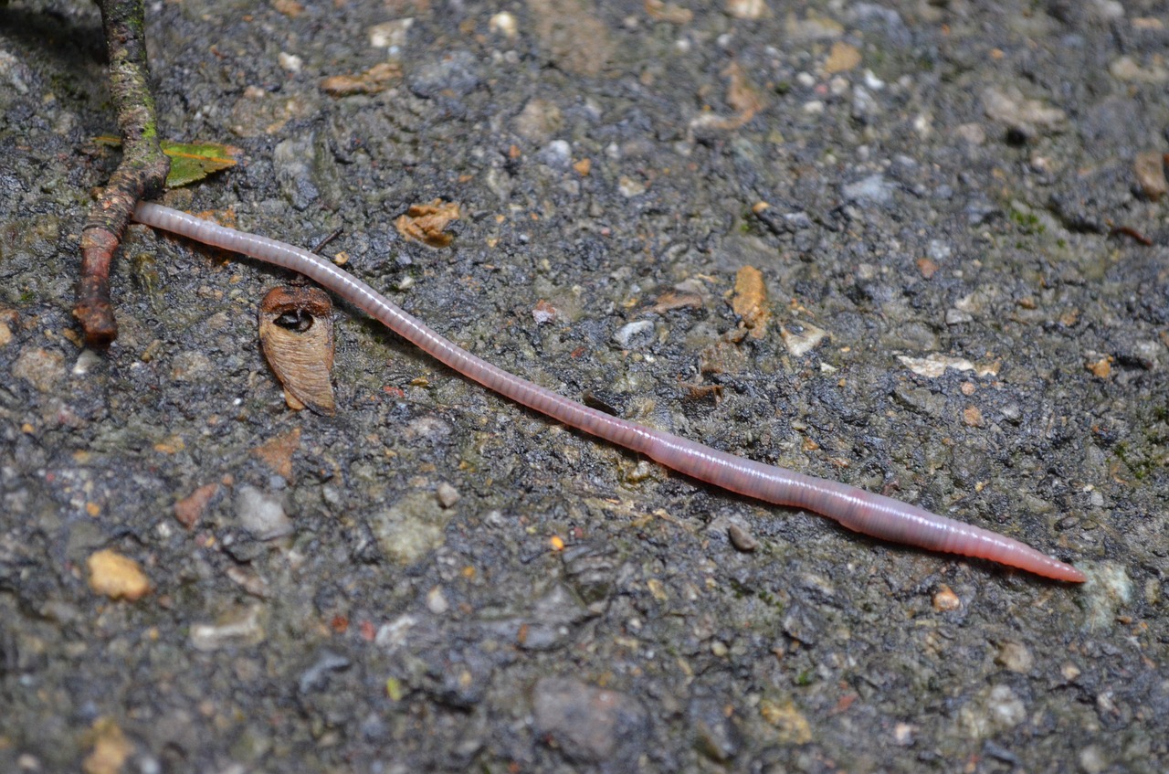 worm earthworm pink free photo