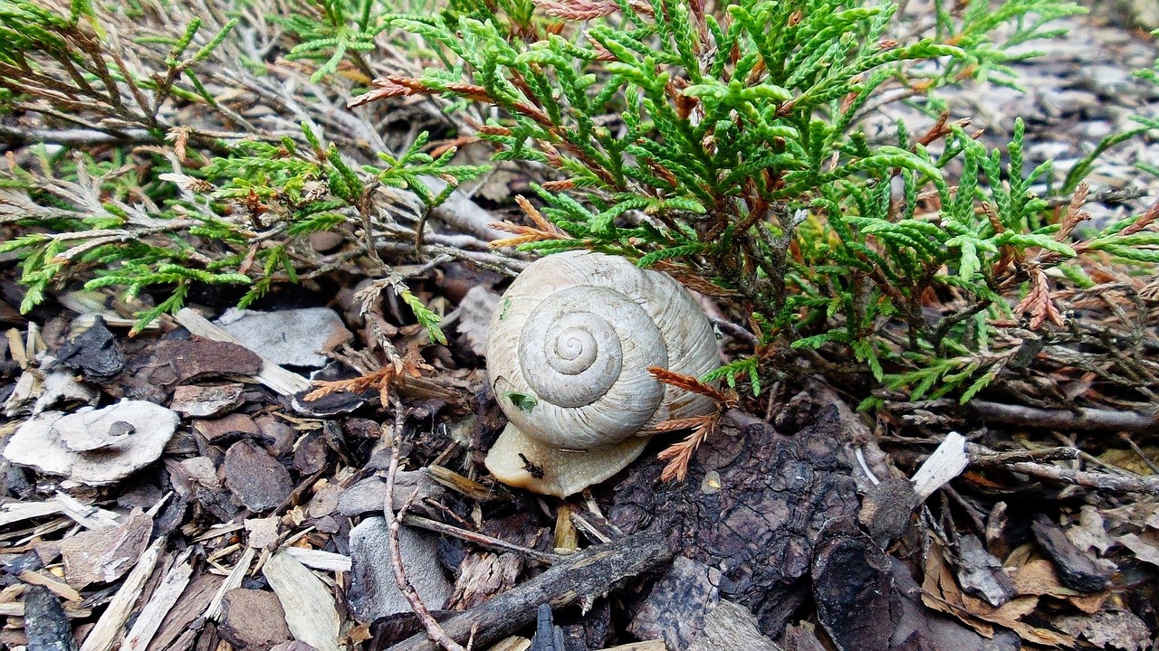 snail shell worm nature free photo