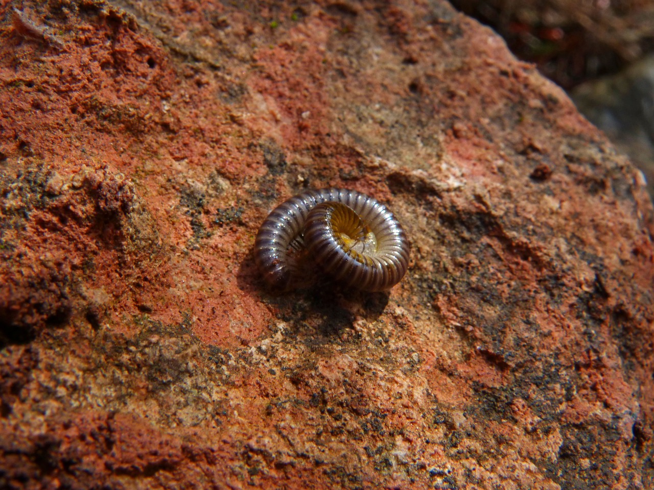 worm spiral arthropod free photo