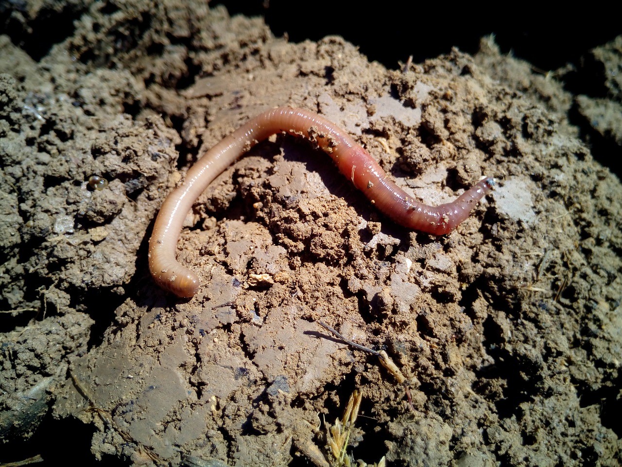 worm worms earth free photo