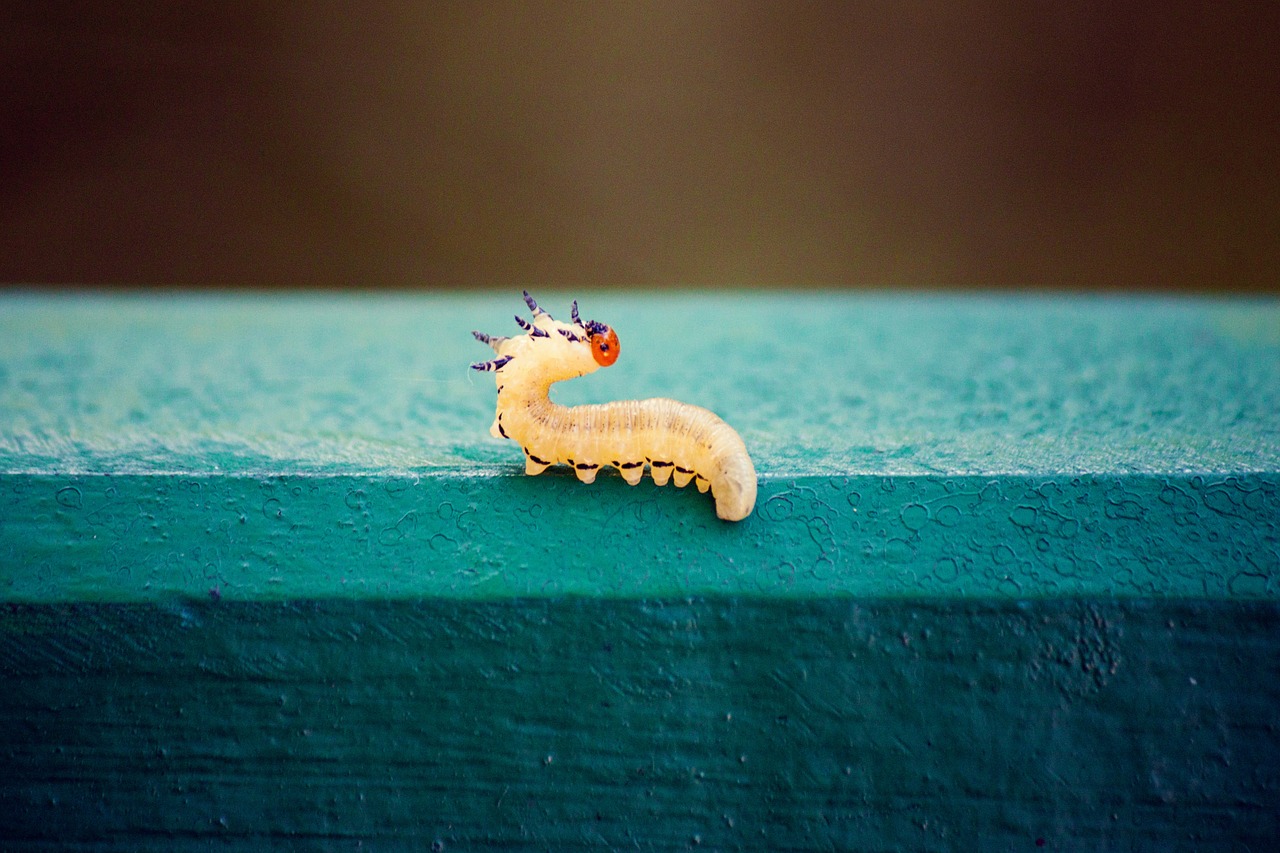 worm millipede park free photo