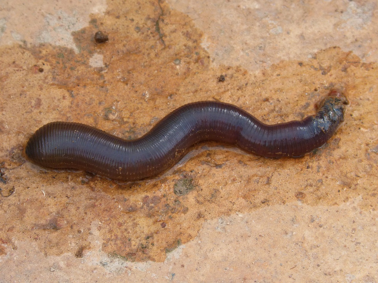 worm oligoqueto terra cuc free photo