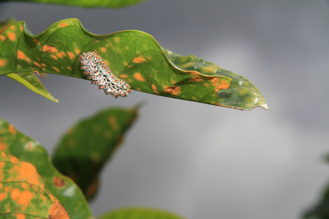 worm green insect plant free photo