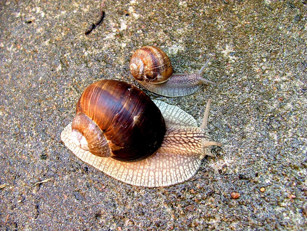 worm snail conch free photo