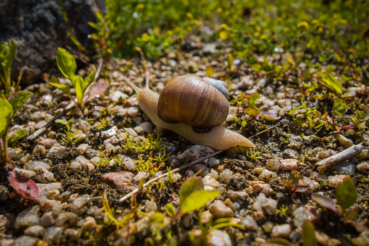 worm snail nature free photo