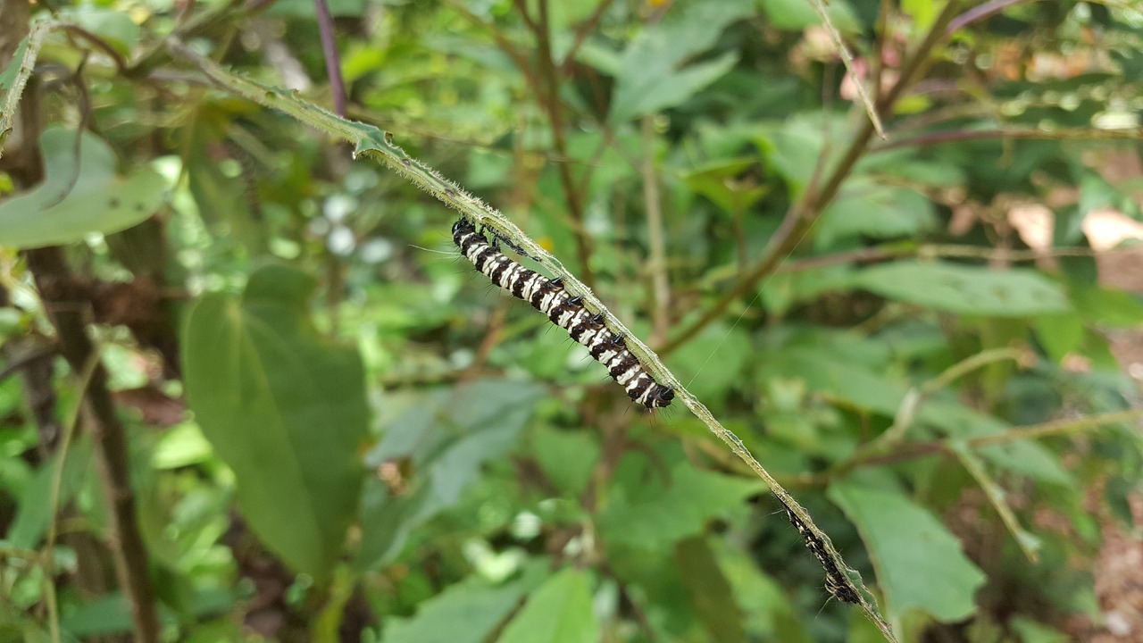 worm insect green free photo