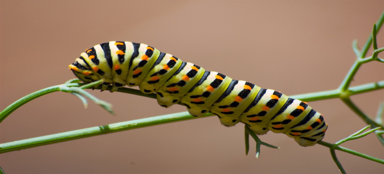 worm insect caterpillar free photo