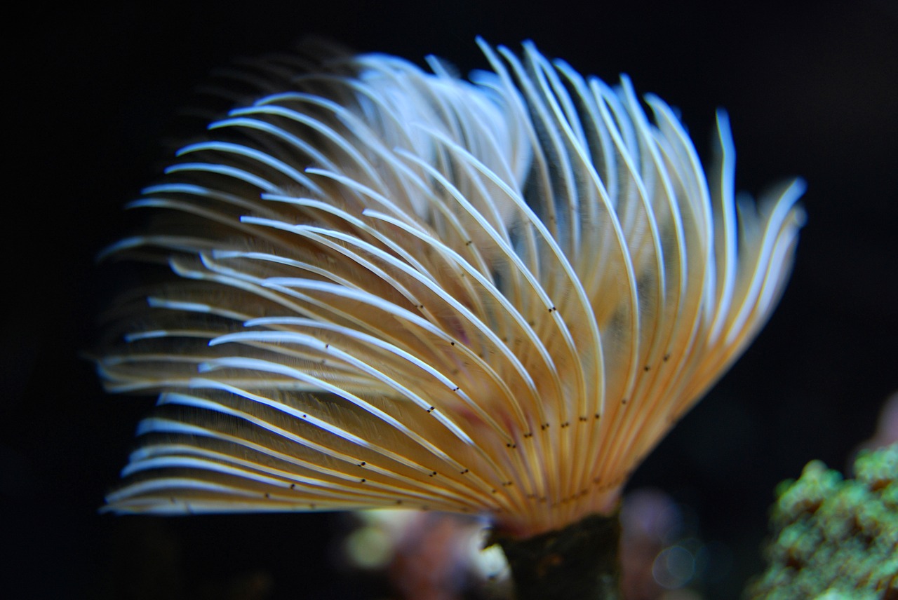 worm reef underwater free photo