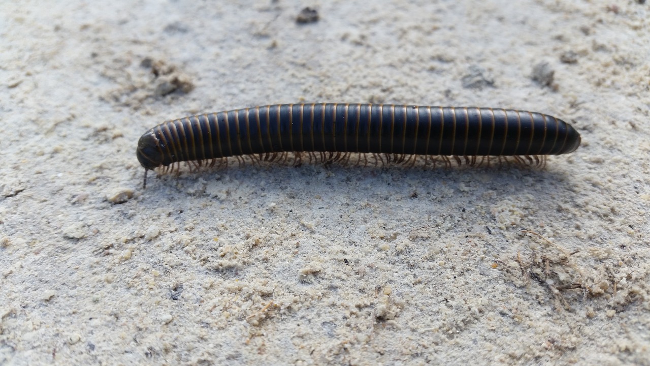 worm caterpillar centipede free photo