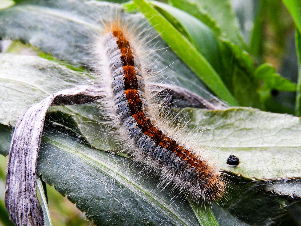 worm  beautiful  nature free photo