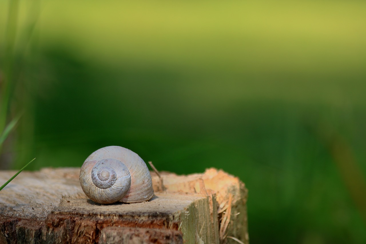 worm  conch  blurred background free photo