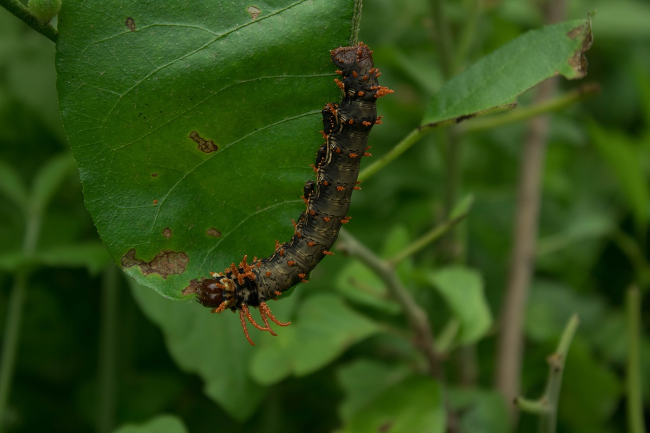 worm  green  nature free photo