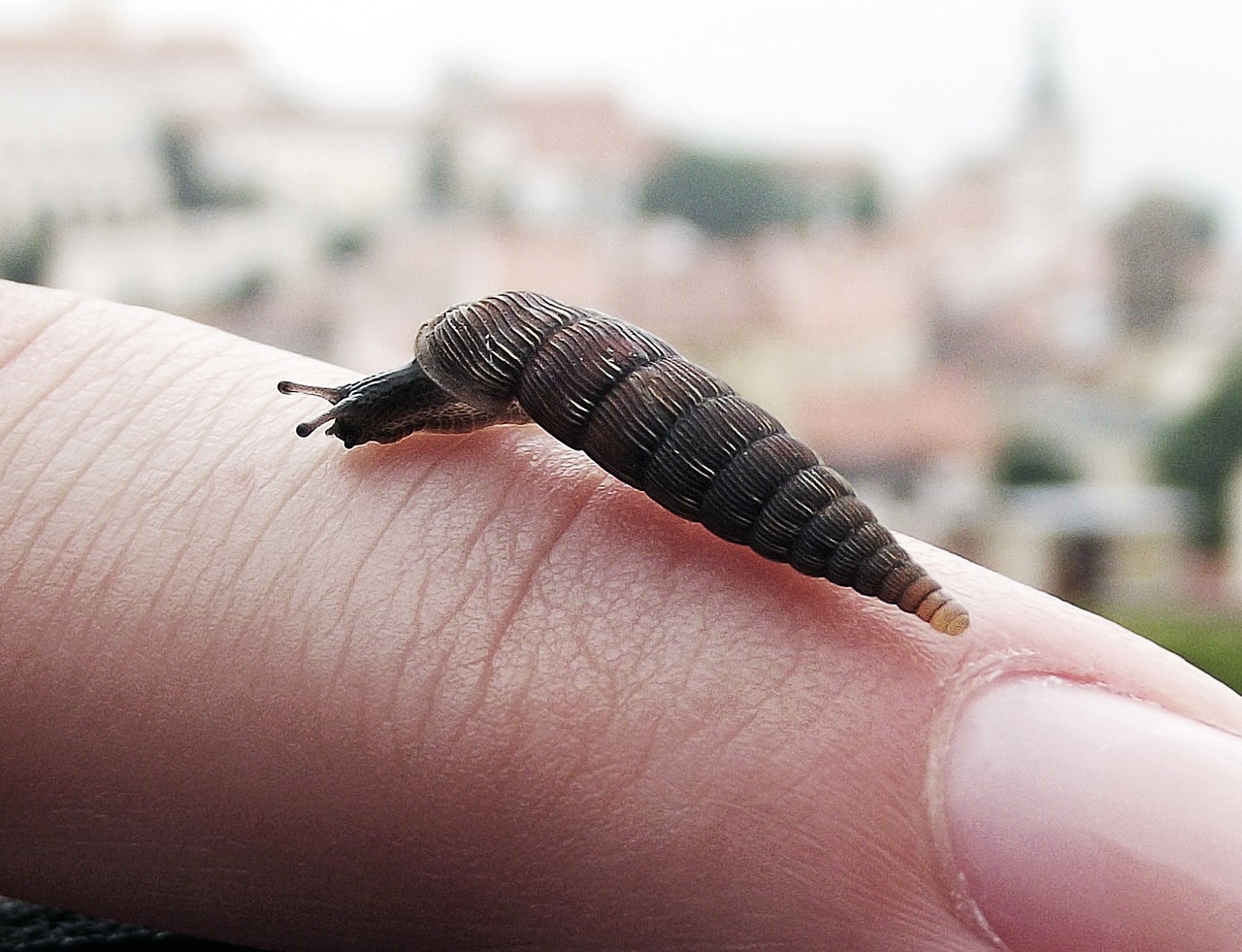 worm finger invertebrate free photo