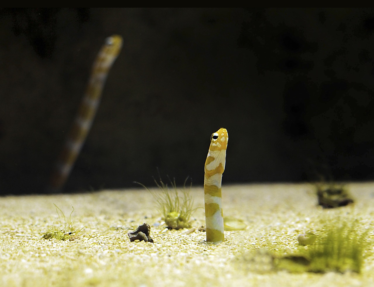 worm fish aquarium free photo