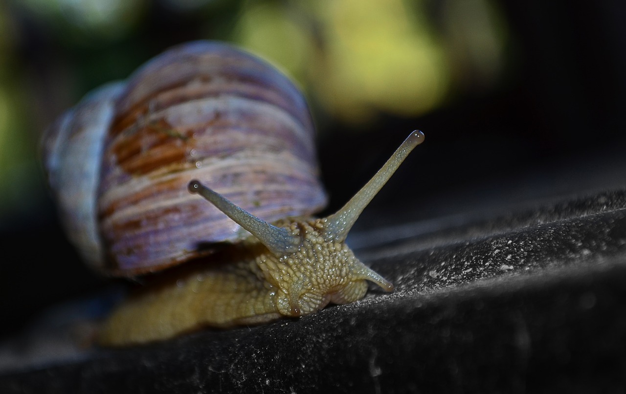 worm nature stone free photo