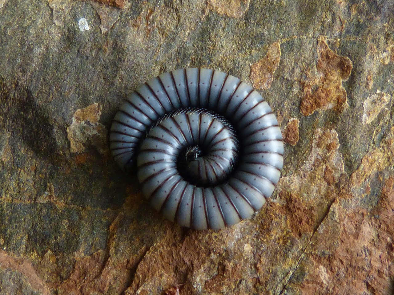 worm spiral rock free photo