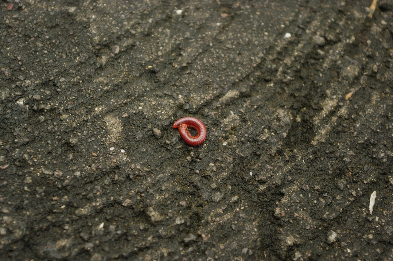 worm critter ground free photo