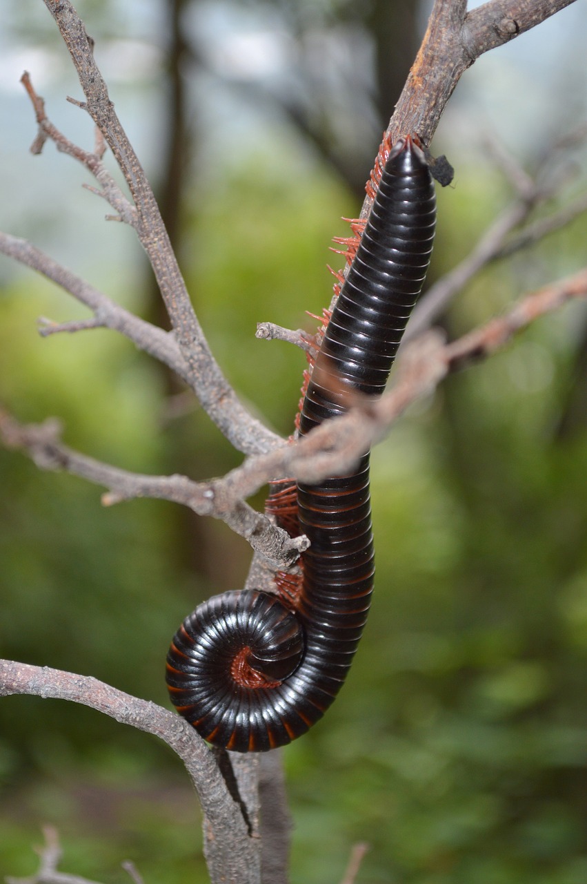 worm red worm pest free photo