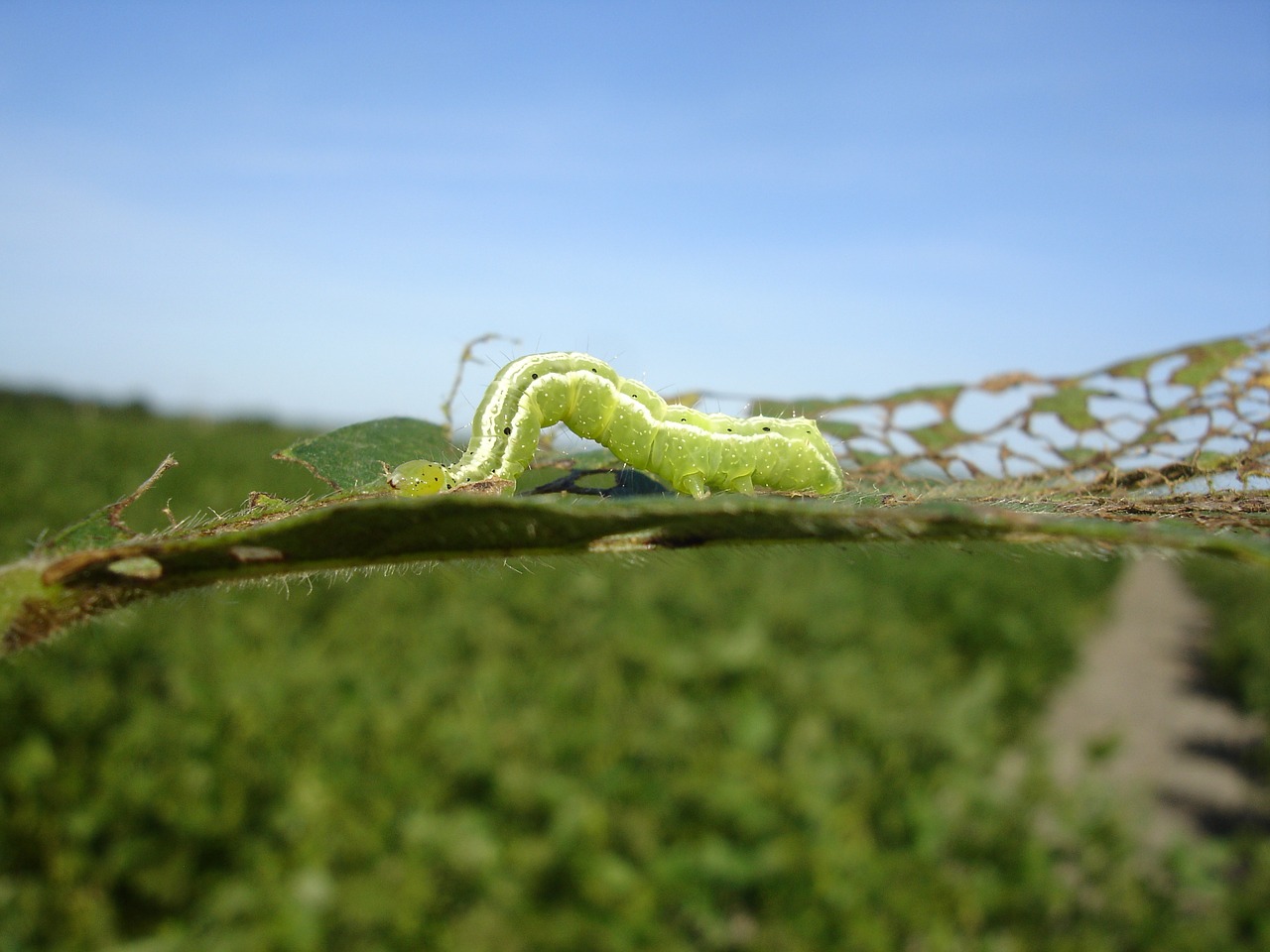 worm larva green free photo