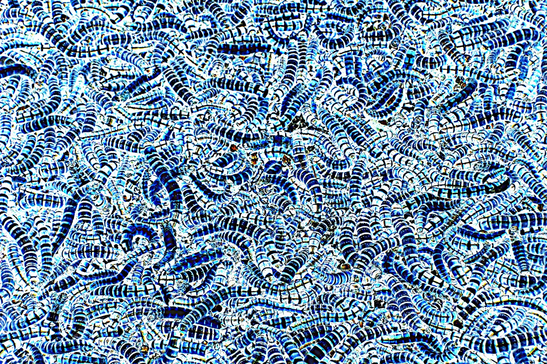 background pattern worm free photo