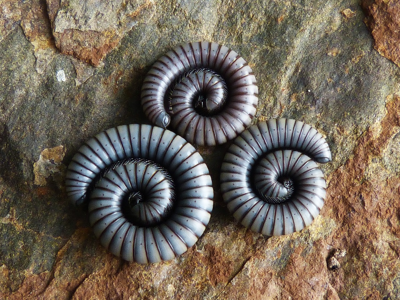 worms spiral rock free photo