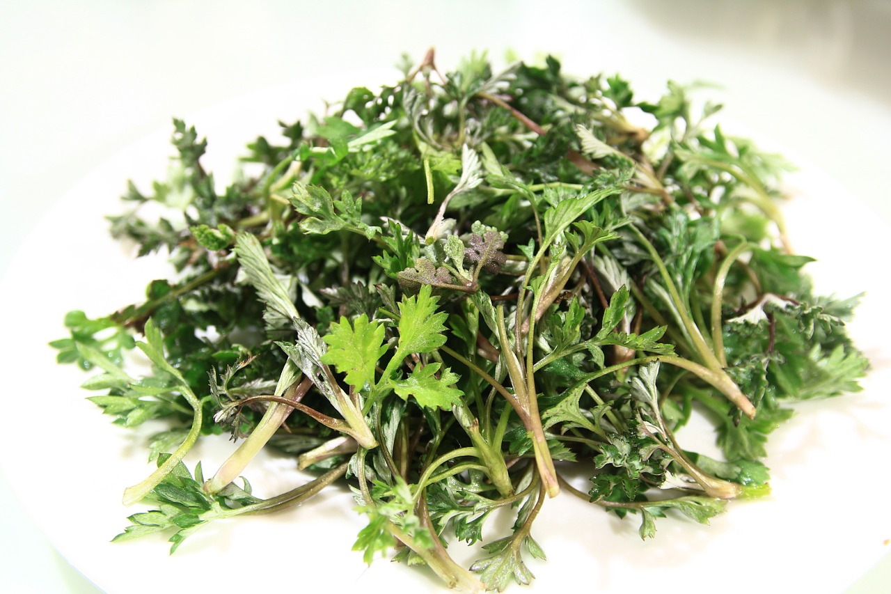 wormwood spring medicinal herbs free photo