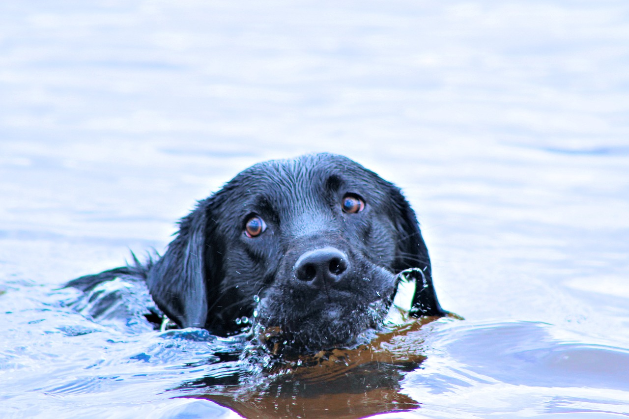 swimming tampa florida dog free photo